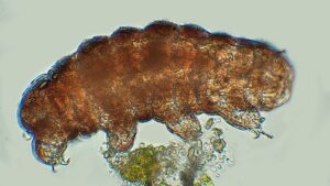 Tardigrado