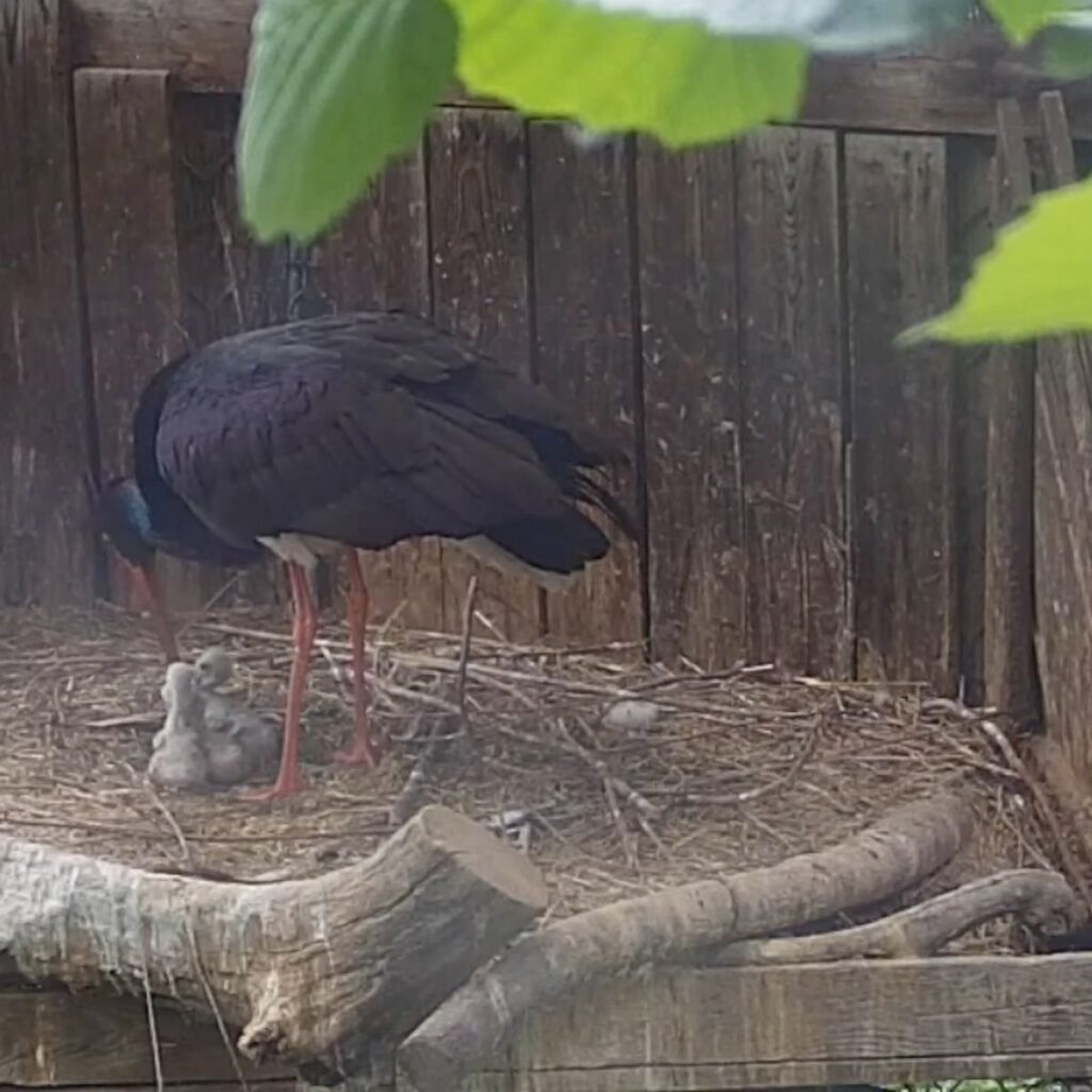 Tre cuccioli di cicogna nera al Parco Natura Viva Tre cuccioli di cicogna nera al Parco Natura Viva