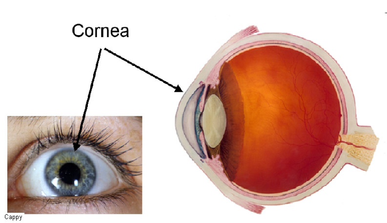 Cellule staminali cornea