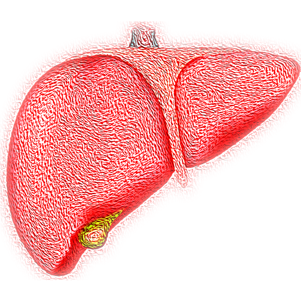 Legame cruciale artrite – malattie del fegato – genetica Legame cruciale artrite – malattie del fegato – genetica