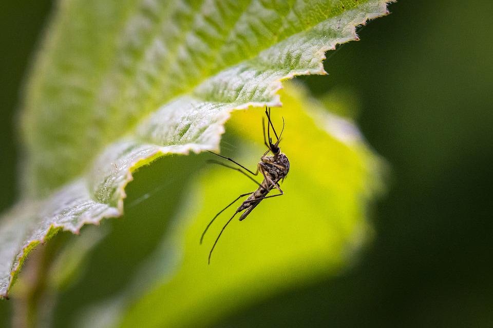 Punture di zanzara tigre: come evitarle e come alleviare il prurito del bambino Punture di zanzara tigre: come evitarle e come alleviare il prurito del bambino